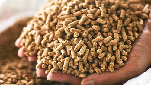 Một số kinh nghiệm chia sẻ trong nuôi heo nái