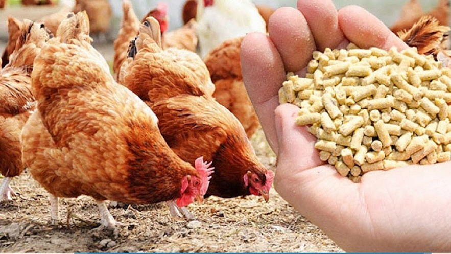 Bí quyết xây dựng công thức siêu thức ăn tiền khỏi động cho gà thịt